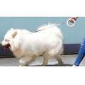 Поводок для собак MOESTAR UFO Retractable Leash 2 (MS0030002)(#10)
